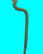 Dorada